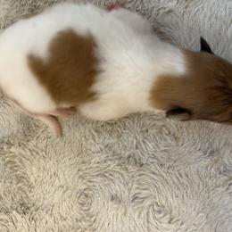 Sweetheart - Sable female Collie puppy in Abilene, Texas from Regal Lassie's