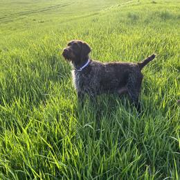 Linda - Wirehaired Pointing Griffon