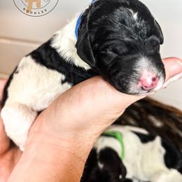 Labradoodle and Poodle Puppies from Lake City Poodles & Doodles