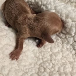 Girl 2 - Red female Dachshund puppy in Barre, Massachusetts from Central Mass Dachshunds