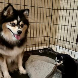 Nova - Tri-color female Pomsky puppy in Titusville, Florida from River Enz Pomskies