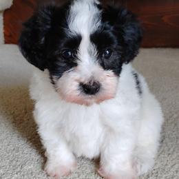 Kaukau - Black and white female Havanese puppy in Kinston, North Carolina from Court Jester Havanese and Russian Salon Dogs