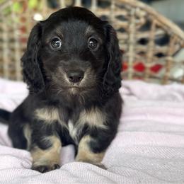 Lyra - Black and cream female Dachshund puppy in Duncanville, Alabama from Bear Creek