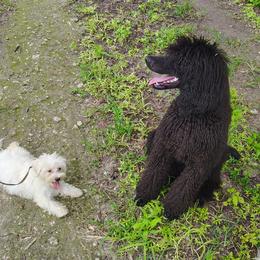 Memphis Belle - White female Havanese puppy in Gainesville Ocala, Florida from Curly Que Standard Poodles and Havanese