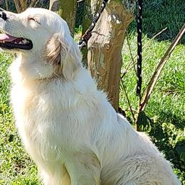 Golden Retrievers from Everlong Equine and Canine