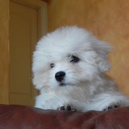 Coton de Tulear Puppies from Shiloh Cotons