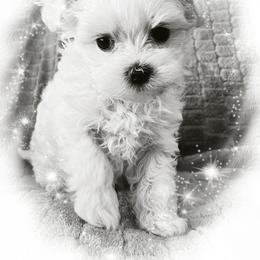 Maltese Puppies from Rockin Rivers AKC Maltese & Malshi's
