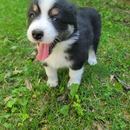 Tigger - Australian Shepherd puppy in Chillicothe, Ohio from Cosmic Aussies