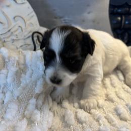 Petals - Black and white female Coton de Tulear puppy in Freeport, Texas from H❤️PE COTONS