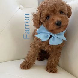 Farron - Poodle puppy in Gilbert, Arizona from My Poodle Bears