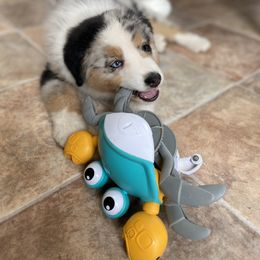 Australian Shepherd Puppies from Badlands Australian Shepherds