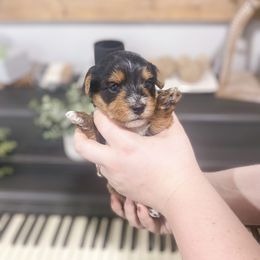 Yorkshire Terrier Puppies from Elaine’s Pup Co.