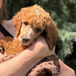 Jolene - Red  female Poodle puppy in Dayton, Washington from Country Sundance Poodles