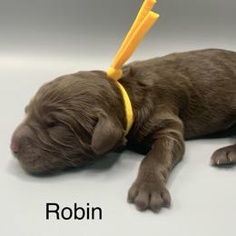 Robin - Chocolate female Goldendoodle puppy in New Ringgold, Pennsylvania from Hawk Mountain Doodles