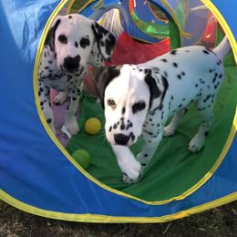 Dalmatian Puppies from Revere Dalmatians