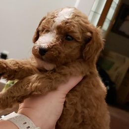 Boy 3 - Poodle puppy from Stutman Hollow Poodles