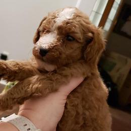 Boy 3 - Poodle puppy from Stutman Hollow Poodles
