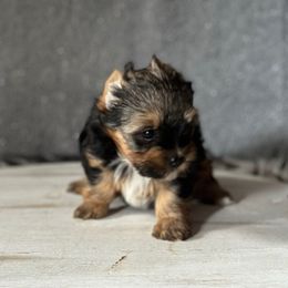 Lucy - Black and tan female Yorkshire Terrier puppy in Pana, Illinois from Lucky Star Yorkies