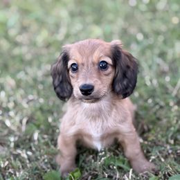 AKC Girl 2 - Sable female Dachshund puppy in Bartlesville, Oklahoma from OkieDokieDox