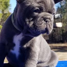 French Bulldogs from The Frenchie Revolution