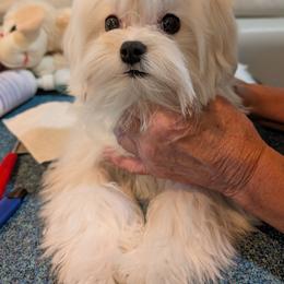 Maltese puppies from Cher Chien Maltese