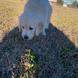 Golden Retriever Puppies from Panhandle PawsNClaws