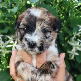 Roxanne - Merle female Whoodle puppy in Bolingbrook, Illinois from R&R Whoodles