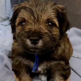 Blue collar - Salt and pepper male Miniature Schnauzer puppy in Hiddenite, North Carolina from Beyond Blessed Pawz