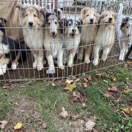 Collie Puppies from Belle Fleur Collies