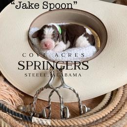 Jake Spoon - Liver white and tan male English Springer Spaniel puppy in Steele, Alabama from Cove Acres Springers