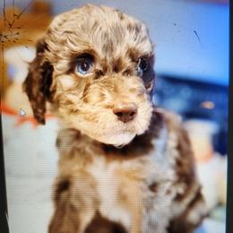 Pink Collar - Chocolate female Goldendoodle puppy in Jacksonville, Florida from Southern Goldendoodles