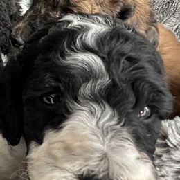 Poodles from Rocky Mountain Standards