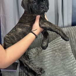 Drummer - Red brindle male Bullmastiff puppy in South Attleboro, Massachusetts from Bessettes Bullies