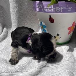 Purple Collar Girl - Black and white female English Springer Spaniel puppy in Collins, Georgia from English Springer Spaniels at Lands Lodge