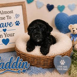 Aladdin - Black male Shihpoo puppy in Hertford, North Carolina from Heaven Sent Shihpoo's