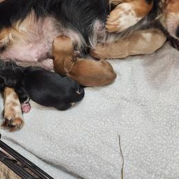 Wynonna - Dachshund