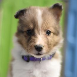 Truffle - Sable merle and white female Shetland Sheepdog puppy in Wolcott, Indiana from Southside Shelties