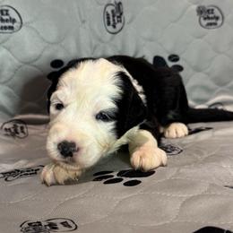 HOLLY - Black and white female Sheepadoodle puppy in Riverside, California from Downtown Doodles & Frenchies