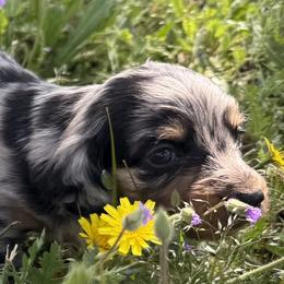 Sam (AKC) - Dapple male Dachshund puppy in Valley Springs, California from River Breeze Dachshunds