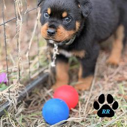 Royal Yoh-Duhv Bear-Cub - Black and mahogany male Rottweiler puppy in Tangent, Oregon from Raya's Royals