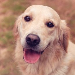 Golden Retrievers from Oak Canyon Golden Retrievers