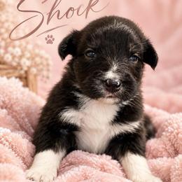 Shock - Black & white female Australian Shepherd puppy in Vacaville, California from Cowtown Aussies