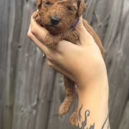 Sweet Potato - Red female Assorted Doodle Crosses puppy in Hollywood, Florida from Little Red Doodle Co.
