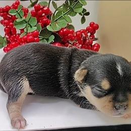 Baby boy 3 - Black and tan male Chihuahua puppy in Weatherford, Texas from Small and Mighty Chihuahuas