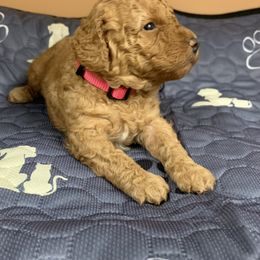 Pink girl - Red  female Poodle puppy in Nacogdoches, Texas from BA Mini Poodles