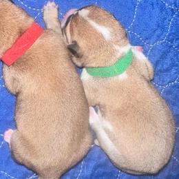 Theos - green collar - Red male Shiba Inu puppy in Inverness, Florida from Shore Thing Shiba’s