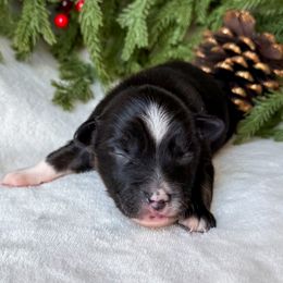 Spruce - Black tri male Miniature American Shepherd puppy in Idaho Falls, Idaho from Sugartop Minis