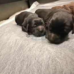 Five - Black male Newfoundland puppy in Tully, New York from Bear Paw Newfoundlands