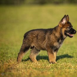 German Shepherd Puppies from Sommerfeld German Shepherds