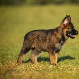 German Shepherd Puppies from Sommerfeld German Shepherds